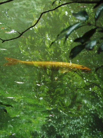 沼の鯉